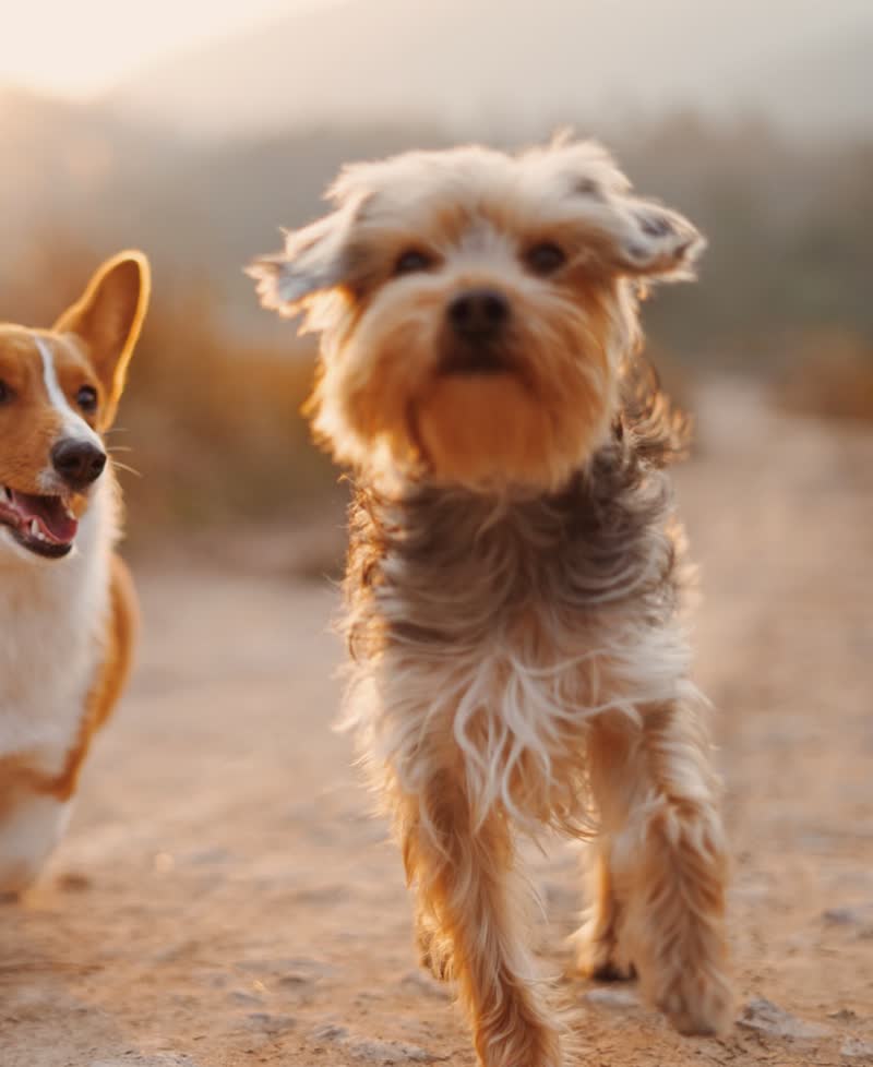 Köpek