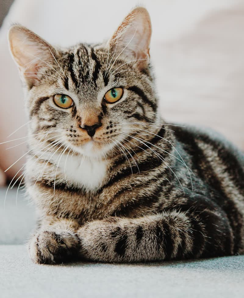 Kedi